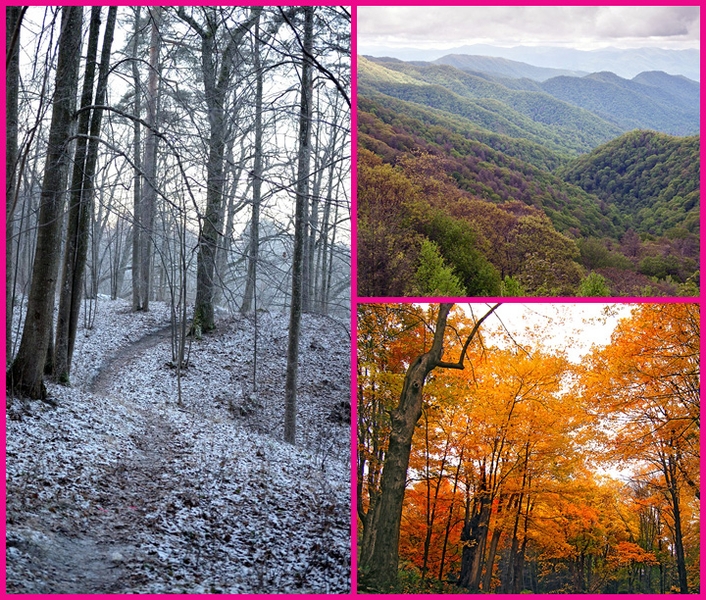 Temperate deciduous forests are located in the mid-latitude areas which means that they are found between the polar regions and the tropics. The deciduous forest regions are exposed to warm and cold air masses, which cause this area to have four seasons. Hot summers and cold winters are typical in this biome. Photo from NASA Earth Observatory.