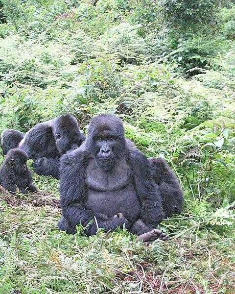 Mountain gorillas in Volcanoes National Park in Rwanda.