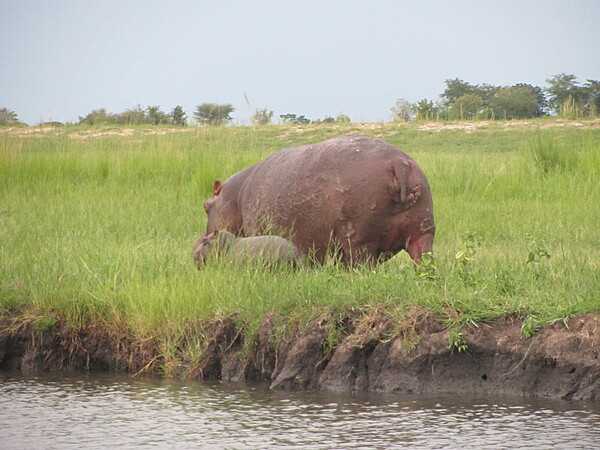 Hippopotamus and her calf along the Chobe River in Namibia.