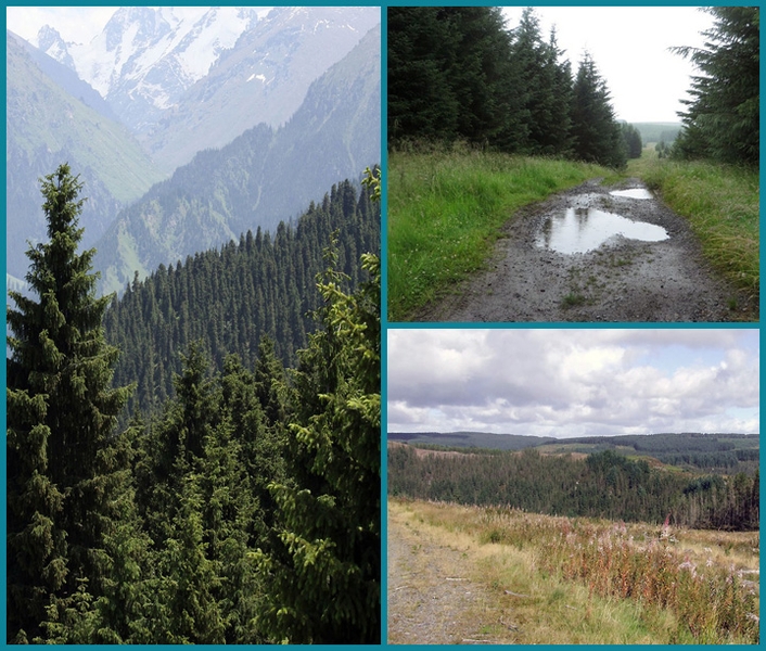 The coniferous forest is sandwiched in between the tundra to the north and the deciduous forest to the south. Coniferous forest regions have cold, long, snowy winters, and warm, humid summers.
Photo from NASA Earth Observatory.