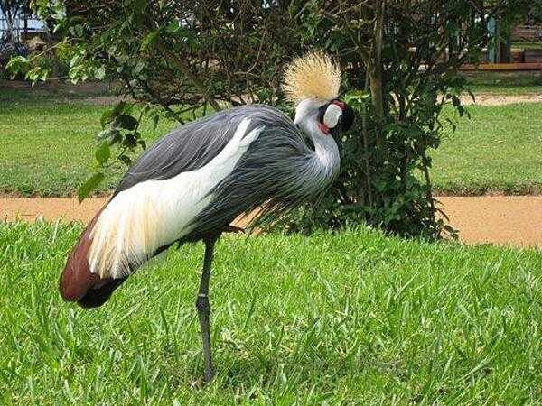 The African grey-crowned crane is Uganda's national bird.