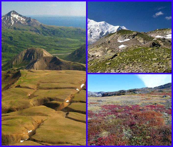 The tundra is the coldest of the biomes. It also receives low amounts of precipitation, making the tundra similar to a desert. Tundra comes from the Finnish word tunturia, meaning "treeless plain." Tundra is found in the regions just below the ice caps of the Arctic, extending across North America, to Europe, and Siberia in Asia. The temperatures are so cold that there is a layer of permanently frozen ground below the surface, called permafrost. This permafrost is a defining characteristic of the tundra biome.
Photo from NASA Earth Observatory.