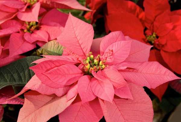 The poinsettia, a traditional holiday plant, is native to Mexico and Central America. The Aztecs used the plant for red dye and for medicinal purposes. The poinsettia’s association with Christmas dates back to the 17th century when Franciscan friars in Mexico used them in holiday celebrations. The plant derives its name from the first US Ambassador to Mexico, Joel Roberts Poinsett. Picture courtesy of USDA/Peggy Greb