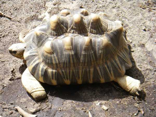 The Sulcata tortoise (Geochelone sulcata) is a land-dwelling reptile native to Senegal and other parts of Northern Africa. It is the largest mainland species of tortoise in Africa and the third-largest in the world.  Photo courtesy of NOAA.