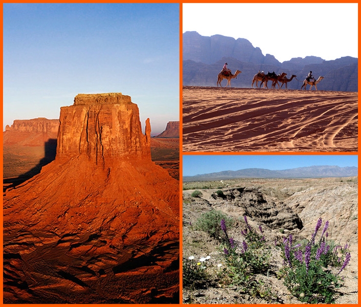 Desert biomes are the driest of all the biomes. In fact, the most important characteristic of a desert is that it receives very little rainfall. Since desert conditions are so severe, the plants that live there need to have adaptations to compensate for the lack of water. Some plants, such as cacti, store water in their stems and use it very slowly, while others like bushes conserve water by growing few leaves or by having large root systems to gather water. Photo from NASA Earth Observatory.