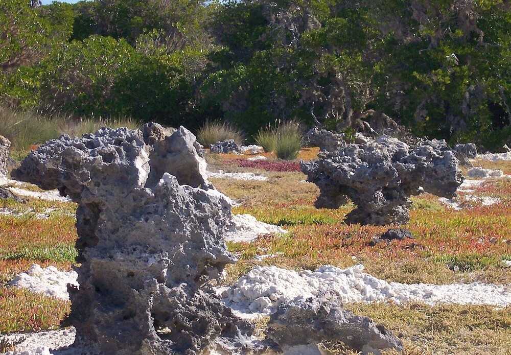 The Aldabra Atoll is one of the largest atolls in the world and, with the world’s largest population of tortoises, an important natural habitat for scientific study. The atoll is 30.5 km (19 mi) long and 13 km (8 mi) wide, with four large coral islands and a shallow lagoon surrounded by a coral reef. First discovered by Arab sailors in 916 A.D., the name originates from the Arabic word al-khadra, meaning “the green” and referencing the lagoon’s green reflection on the clouds. Pictured are coral “mushrooms” on the atoll.