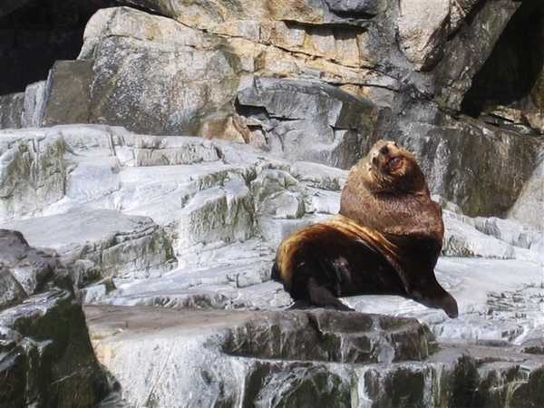 A Steller sea lion bull on an island off the coast of Alaska. Image courtesy of NOAA / Patricia Raymond.