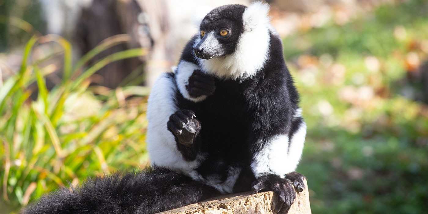 Lemurs, like the black-and-white ruffed lemur pictured here, are native only to Madagascar. The name lemur, derived from the Latin ‘lemures,’ means ‘specters’ or ‘ghosts.’ In Malagasy culture, lemurs are believed to have souls capable of getting revenge if wronged. Photo courtesy of the Smithsonian National Zoo.