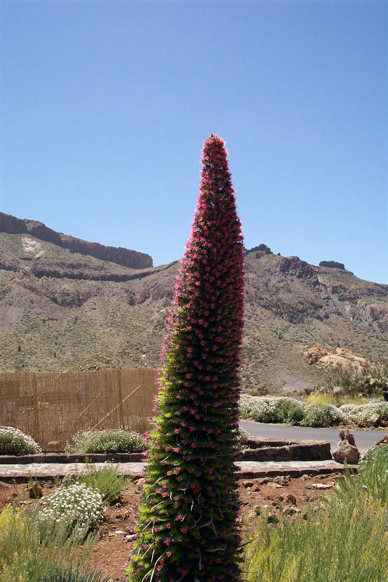 Tenerife Desert flora living above the tree line on the island of Tenerife in Spain's Canary Islands. Photo courtesy of NOAA/Michael Theberge.